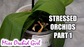 Rejuvenating stressed Orchids Part 1  Limp leathery leaves [upl. by Ybrad]