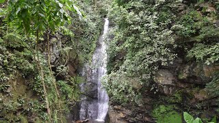 Tropical rainforest in 360 degrees [upl. by Mccarthy888]