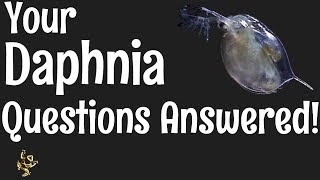 Daphnia Questions Answered [upl. by Sidonnie]