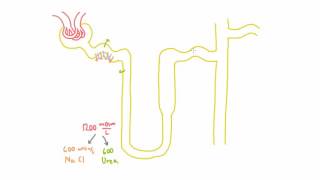 Role of Urea in the Kidney  Part 1 [upl. by Ahsenauq]