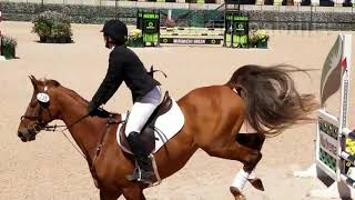 American Saddlebred the Horse for Eventing [upl. by Flip464]