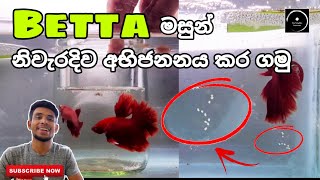 How to Breed Betta Fish Successfully  In Sinhala  The Fishyflex FHD Video [upl. by Maunsell872]