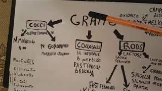 identidfication des bacterie gram negatif [upl. by Niras]