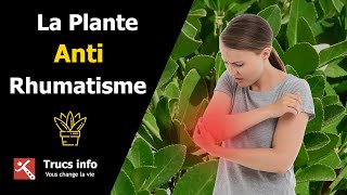 La Plante AntiRhumatismes [upl. by Ly665]