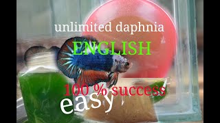 daphnia moina culture Easy way Unlimited production English  with sub Green water Chlorella [upl. by Eiaj694]