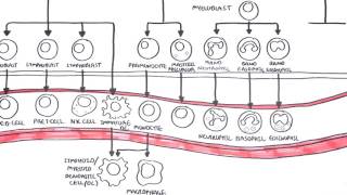 An introduction to Haematopoesis [upl. by Cherilyn]