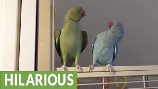 Parakeet brothers engage in full length conversation [upl. by Llehcim]