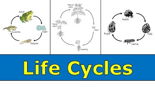 Life Cycles [upl. by Weisbart]