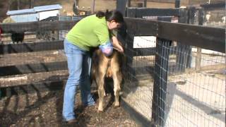 Tanglewood Farm Miniatures Palpating Miniature Jersey Heifer [upl. by Nuawd]