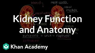 Kidney function and anatomy  Renal system physiology  NCLEXRN  Khan Academy [upl. by Enohsal]