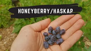 Unique Honeyberry Tasting and Growing  Lonicera caerulea [upl. by Goode]