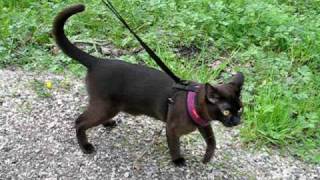 Burmese cat walking and talking [upl. by Stoddard]