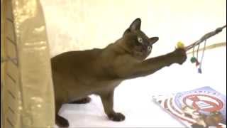 Burmese Cat Breed [upl. by Sandry984]