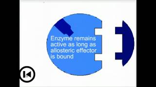 Enzymes amp allosteric regulation  Biofundamentals [upl. by Mendez]