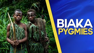 Biaka Pygmies ​of the Zaire rainforest Documentary about the former Belgian Congo [upl. by Alegnave]