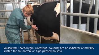 Abdominal examination in ruminants [upl. by Gusba]