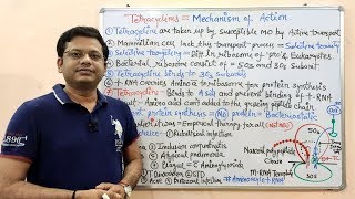 Chemotherapy of Antibiotics Part18Tetracycline 02  Mechanism of Action and Use  Antibiotics [upl. by Florrie144]