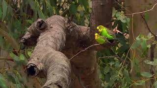 budgies in wild [upl. by Ainivad955]