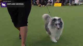 Shetland Sheepdogs  Breed Judging 2020 [upl. by Ariad]