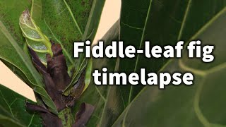 4K fiddleleaf fig Ficus lyrata growth timelapse  41 days in 1 minute [upl. by Laet]