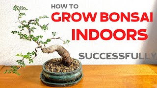 How to grow Bonsai trees indoors successfully [upl. by Eirhtug]