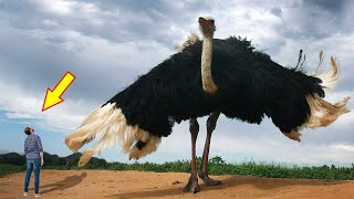 10 BIGGEST BIRDS In The World [upl. by Alfredo151]