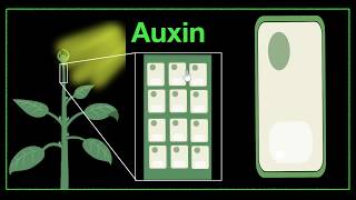 Major plant hormones amp how to remember  Control amp Coordination  Biology  Khan Academy [upl. by Kela]