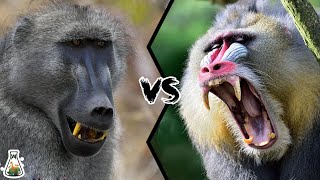 BABOON VS MANDRILL  Which is the strongest monkey [upl. by Yate348]