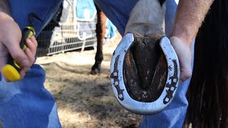 HORSESHOE CLEANING [upl. by Kelby]