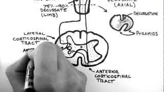 Spinal Pathways 4  Corticospinal Tract [upl. by Ellerad322]