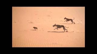 Salukis Hunting in Arabia  Working Lurchers [upl. by Renferd]