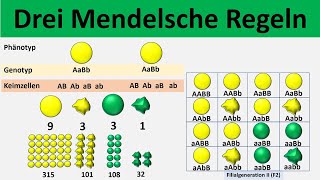 Mendelsche Regeln 1 Uniformitätsregel  2 Spaltungsregel  3 Unabhängigkeitsregel  Biologie [upl. by Crofton639]