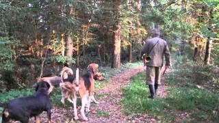 Fox hunting with dogs [upl. by Tecu]