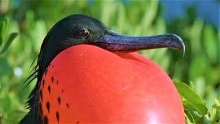 Bizarre Mating Ritual Of The Frigatebird  Wild Caribbean  BBC Earth [upl. by Mulry]