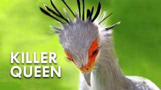 Secretary Birds Killer Queens [upl. by Nicoline934]