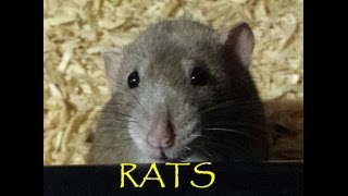 Rats Keeping Breeding How I do it [upl. by Airehc467]