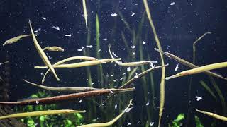 Welcoming Freshwater Pipefish [upl. by Eyar]