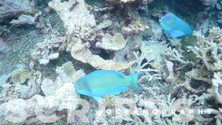 Parrotfish Critical for Healthy Coral Reefs [upl. by Lidaa946]