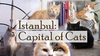 Istanbul Capital of Cats [upl. by Mindy]