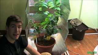 How To Make the Cheapest DIY Grow Tent for Indoor Plants [upl. by Estelle]