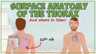 Surface Anatomy of the Thorax [upl. by Ahsienal367]