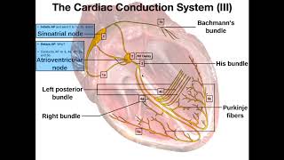 The Cardiac Conduction System [upl. by Ainoval]