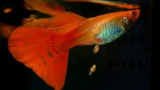 When A Guppy Fish Having Babies [upl. by Kieger]