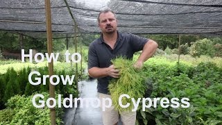 How to grow Goldmop Cypress with detailed planting and care instructions [upl. by Oer193]