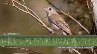 Grey Shrikethrush Sounds  Song and Calls [upl. by Kernan]