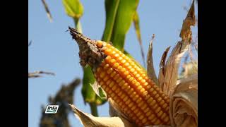 CULTIVO DEL MAÍZ AMARILLO DURO MEGAHIBRIDO PARA PRODUCCIÓN DE SEMILLA [upl. by Eirovi]