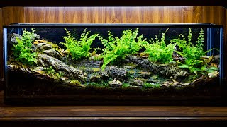 Temperate Forest Creek Runoff Vivarium DIY [upl. by Munmro]