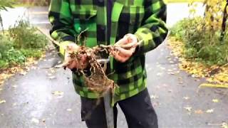 Miscanthus  Planting Dividing Propagating In Detail [upl. by Goltz]