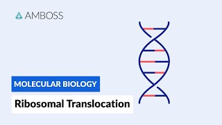 Ribosomal Translocation To the Endoplasmic Reticulum [upl. by Lokim]