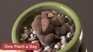 Lithops sp Living Stones Houseplant Care — 240 of 365 [upl. by Ydoj975]